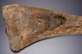 Hadrosaur (Edmontosaurus) Tibia With Metal Stand - Wyoming #330957-6